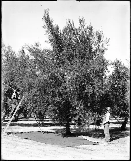Finca de 12 hectáreas con olivos en producción, Nonogasta