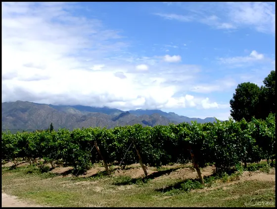 Torrontés riojano y vinos de Chilecito, envío a toda la provincia